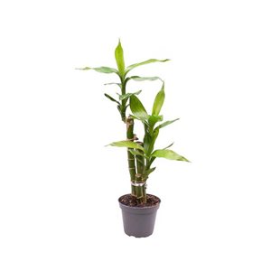 Dracaena Sanderiana ´Lucky Bamboo´ - Terrarieväxt