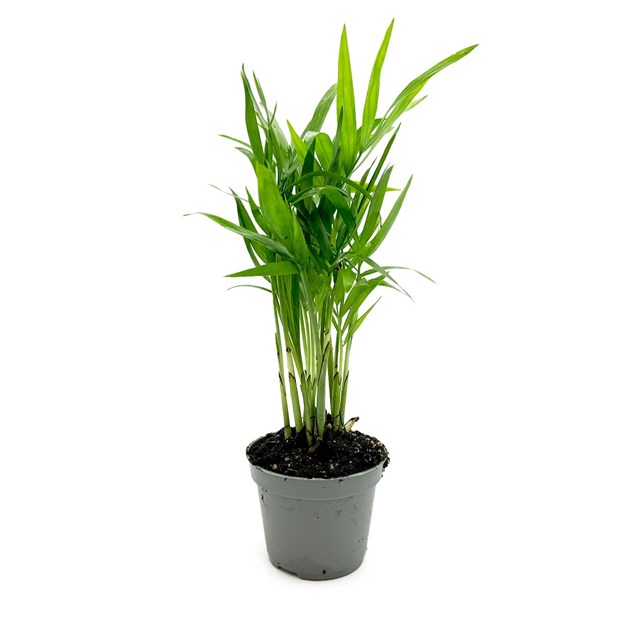 Chamaedorea Elegans - Terrarieväxt