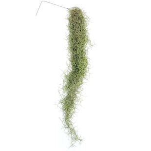 Tillandsia Usneoides Green - 50-60 cm