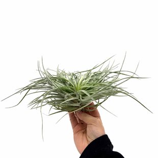Tillandsia Silver Extreme