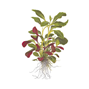 Lobelia cardinalis Tropica