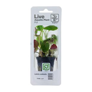 Lobelia cardinalis Tropica