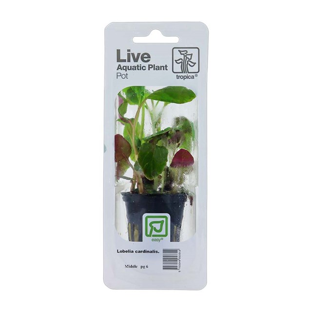 Lobelia cardinalis Tropica
