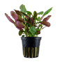 Lobelia cardinalis Tropica