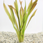 Vallisneria sp. ´Gigantea´ kruka