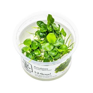 1-2-Grow - Anubias barteri ´Mini Coin´