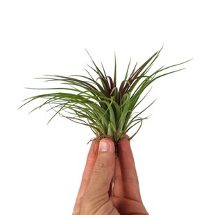 Tillandsia Rainforest Red - Large