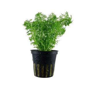 Limnophila Sessiliflora Kruka