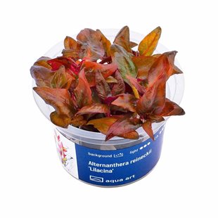 Akvarieväxter