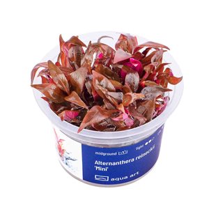 Alternanthera reineckii ´Mini´
