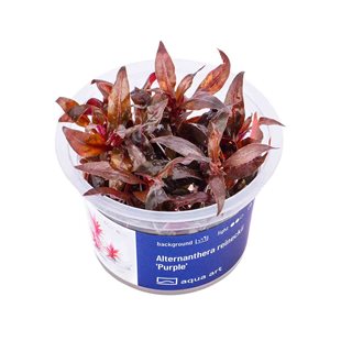 Alternanthera reineckii ´Purple´