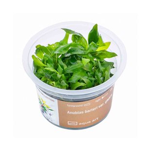 Anubias barteri var. glabra