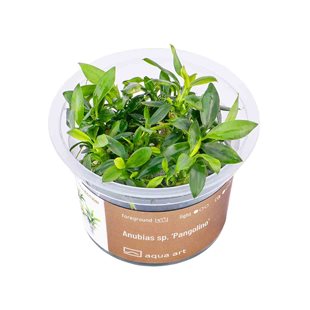 Anubias sp. ’Pangolino’