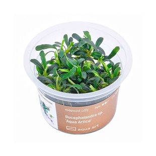 Bucephalandra sp. ’Aqua Artica’