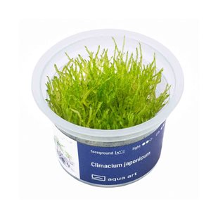 Climacium japonicum