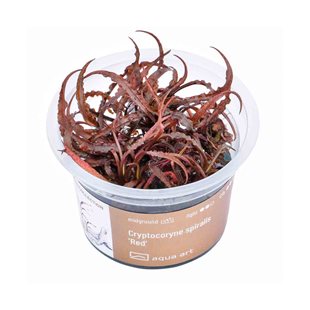 Cryptocoryne spiralis Red