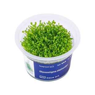 Glossostigma elatinoides