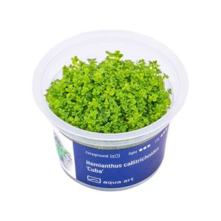 Hemianthus callitrichoides ´Cuba´