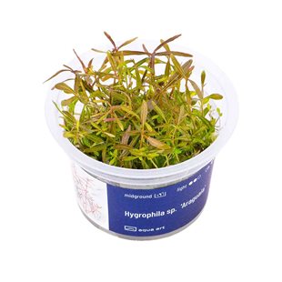 Hygrophila sp.  ´Araguaia´