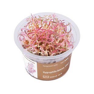Hygrophila lancea ´Chai´