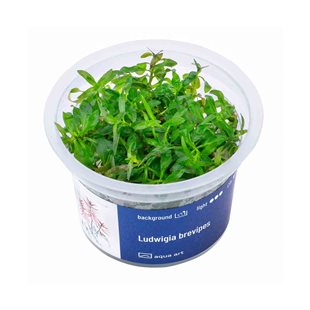 Ludwigia brevipes