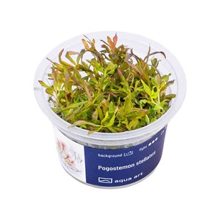 Pogostemon stellatus
