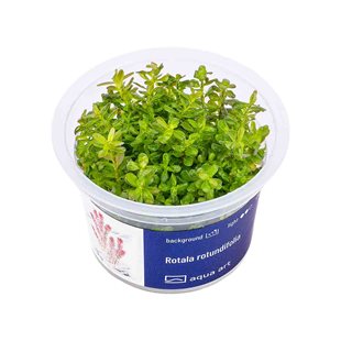 Rotala rotundifolia