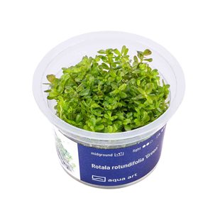 Rotala rotundifolia ´Green´