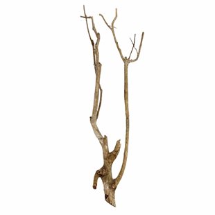 Talawagren - 55-65 cm