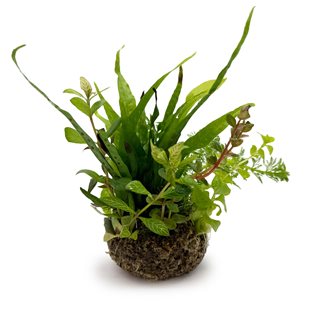BioArt Ball - Microsorum pteropus