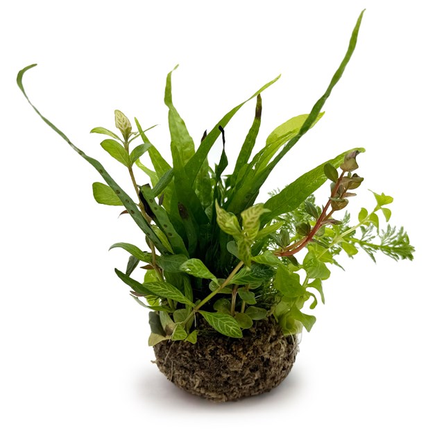 BioArt Ball - Microsorum pteropus