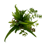 BioArt Ball - Microsorum pteropus