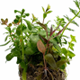 BioArt Ball - Hydrocotyle verticillata