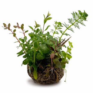BioArt Ball - Hydrocotyle verticillata