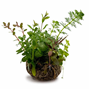 BioArt Ball - Hydrocotyle verticillata