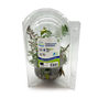 BioArt Ball - Hydrocotyle verticillata