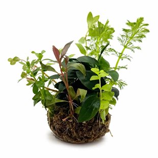 BioArt Ball - Anubias nana