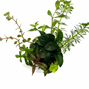BioArt Ball - Anubias nana