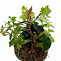 BioArt Ball - Anubias nana