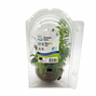 BioArt Ball - Anubias nana