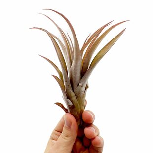 Tillandsia Capitata ´Peach Red´ - Large