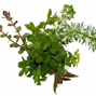 BioArt Ball - Hydrocotyle verticillata