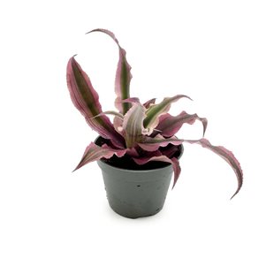 Cryptanthus Bivittatus - Terrarieväxt
