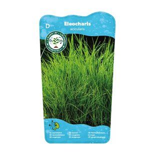 Eleocharis acicularis - Dammväxt