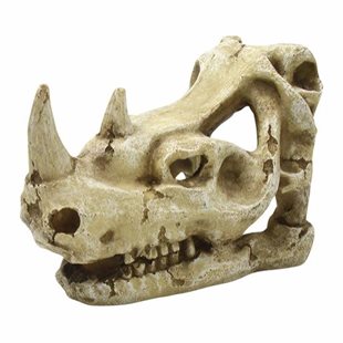 4Fish Dinosaurieskalle med två horn - 16x9,5x10,7 cm