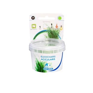 Easy Grow - Eleocharis Acicularis Green