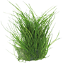 Easy Grow - Eleocharis acicularis