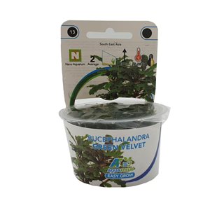 Easy Grow - Bucephalandra Green Velvet Black