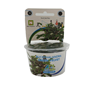 Easy Grow - Bucephalandra Green Velvet Black