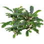 Easy Grow - Bucephalandra Green Velvet Black